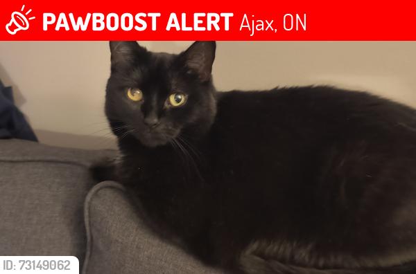 Lost Female Cat last seen Elgin Park, ajax, Ajax, ON 