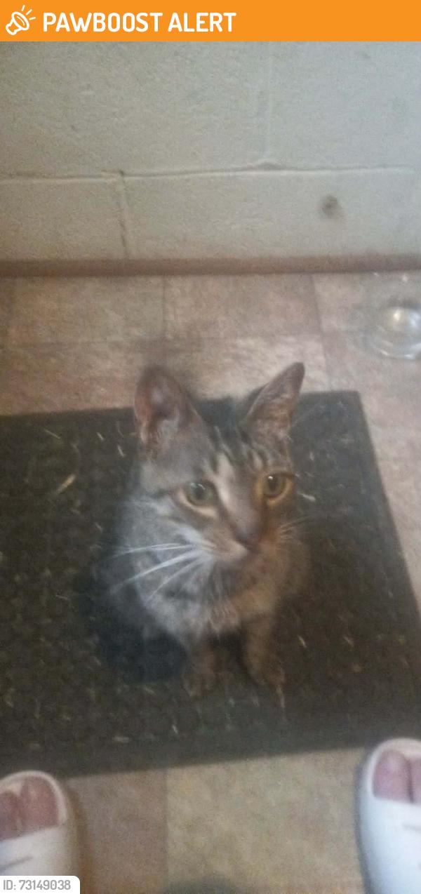 Found/Stray Male Cat last seen 7000E Road & Whitaker Rd, Grant Park, IL 60940