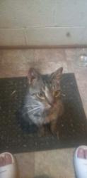 Found/Stray Male Cat last seen 7000E Road & Whitaker Rd, Grant Park, IL 60940
