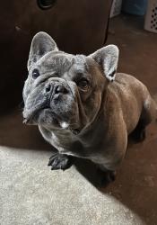 Reunited Male Dog last seen Outlook and zenith, Citrus Heights, CA 95621