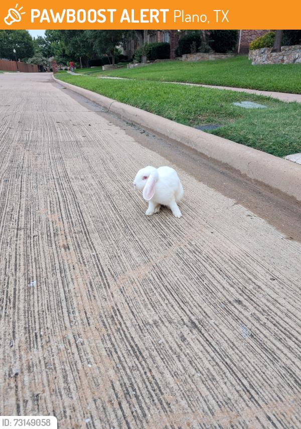 Rehomed Unknown Rabbit last seen Spring Ridge Community in Plano, Plano, TX 75025