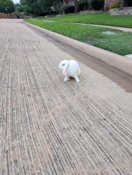 Found/Stray Unknown Rabbit last seen Spring Ridge Community in Plano, Plano, TX 75025