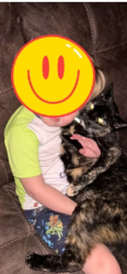 Reunited Female Cat last seen Broadview, Parma, OH 44134