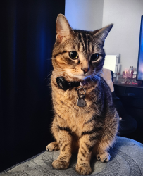 Lost Male Cat last seen Granby street, Hopewell, VA 23860