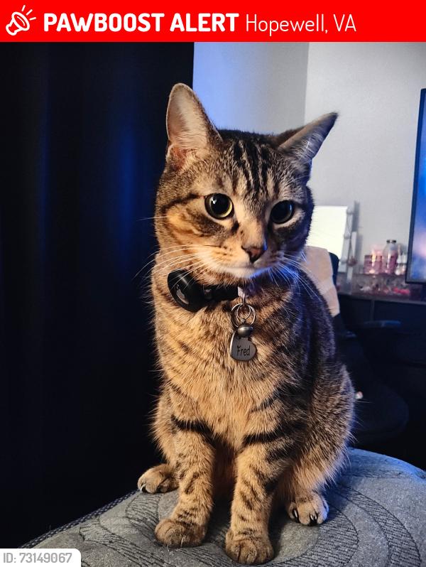 Lost Male Cat last seen Granby street, Hopewell, VA 23860