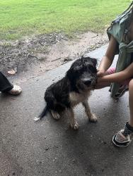 Found/Stray Male Dog last seen Robert E Lee, Conroe, TX 77302