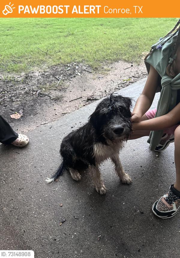 Found/Stray Male Dog last seen Robert E Lee, Conroe, TX 77302