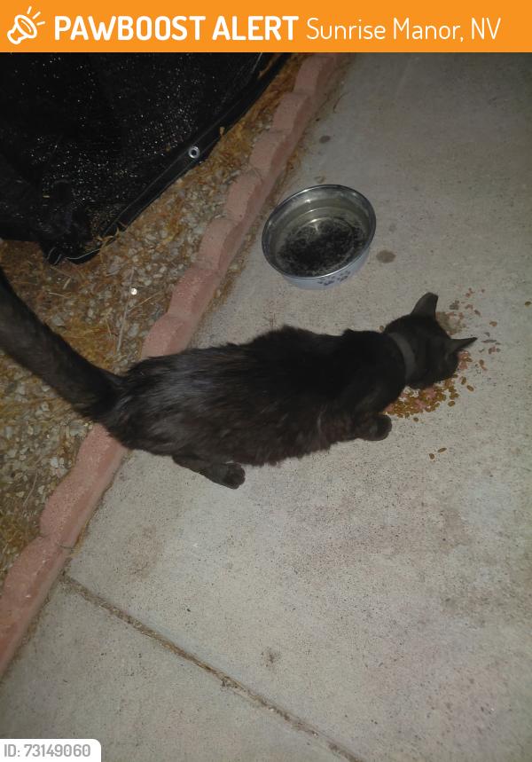 Found/Stray Female Cat last seen Christy and Charleston area, Sunrise Manor, NV 89142