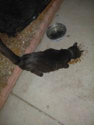 Found/Stray Female Cat last seen Christy and Charleston area, Sunrise Manor, NV 89142