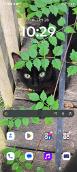 Lost Female Cat last seen 69th N and Broadway st N, Park City, KS 67219