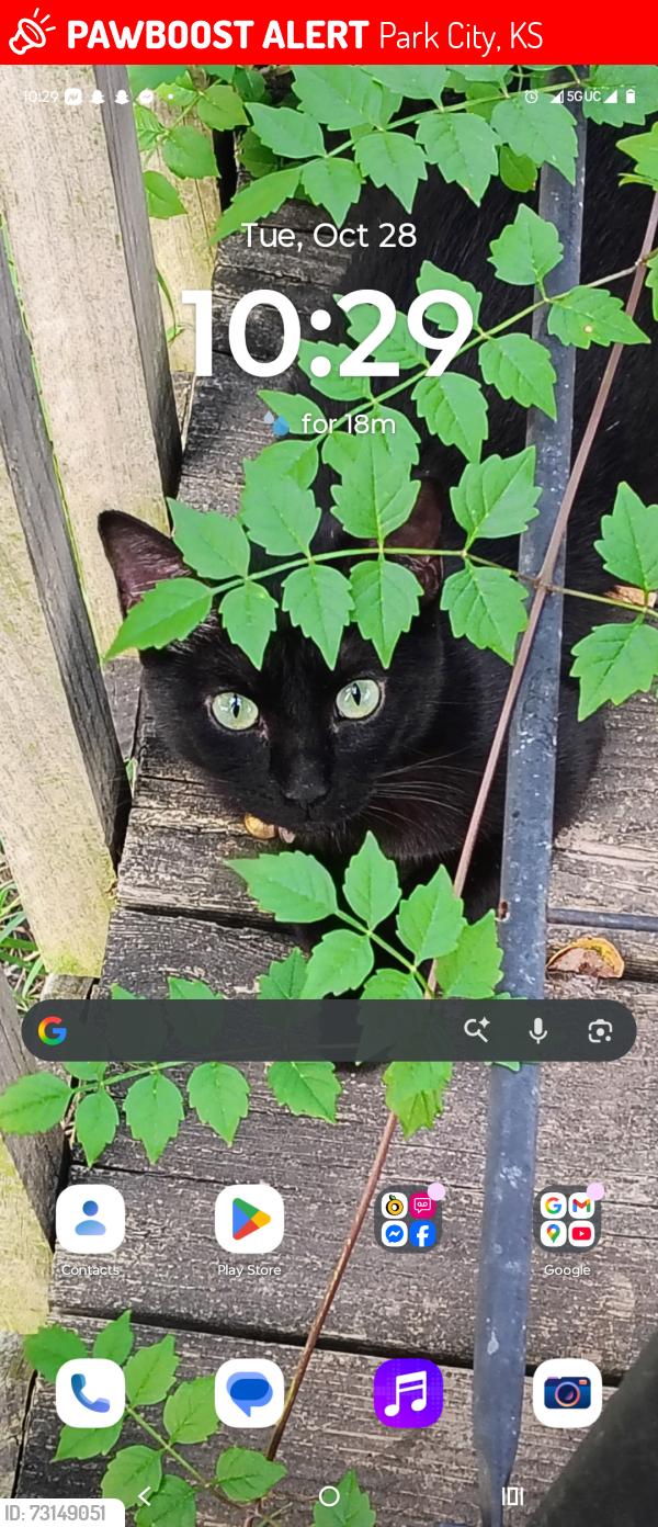 Lost Female Cat last seen 69th N and Broadway st N, Park City, KS 67219