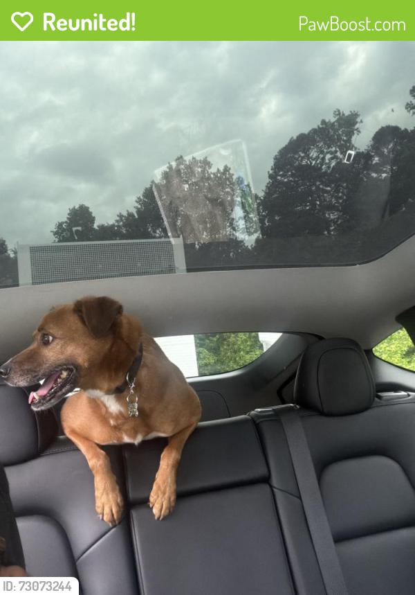 Reunited Male Dog last seen Near Rangeland pl, Greensboro, NC 27405