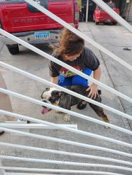 Reunited Male Dog last seen Flamingo & Boulder Hwy, Paradise, NV 89121