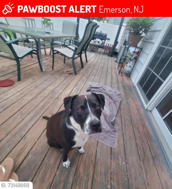 Lost Male Dog last seen Near dyer ave, emerson nj, Emerson, NJ 07630