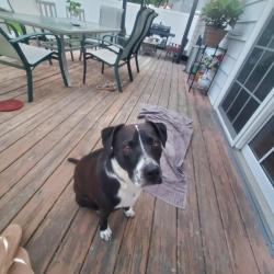 Lost Male Dog last seen Near dyer ave, emerson nj, Emerson, NJ 07630