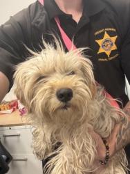 Shelter Stray Female Dog last seen Hudson Ave & Merrill Ave, Dos Palos Zone Fresno CO 1A 93620, CA, 1510 W Dan Ronquillo Dr, Fresno, CA 93706, USA