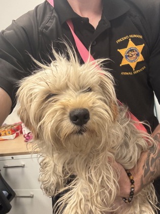Shelter Stray Female Dog last seen Hudson Ave & Merrill Ave, Dos Palos Zone Fresno CO 1A 93620, CA, 1510 W Dan Ronquillo Dr, Fresno, CA 93706, USA
