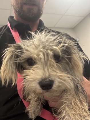 Shelter Stray Female Dog last seen Hudson Ave & Merrill Ave, Dos Palos Zone Fresno CO 1A 93620, CA, 1510 W Dan Ronquillo Dr, Fresno, CA 93706, USA