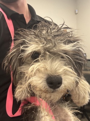 Shelter Stray Female Dog last seen Hudson Ave & Merrill Ave, Dos Palos Zone Fresno CO 1A 93620, CA, 1510 W Dan Ronquillo Dr, Fresno, CA 93706, USA