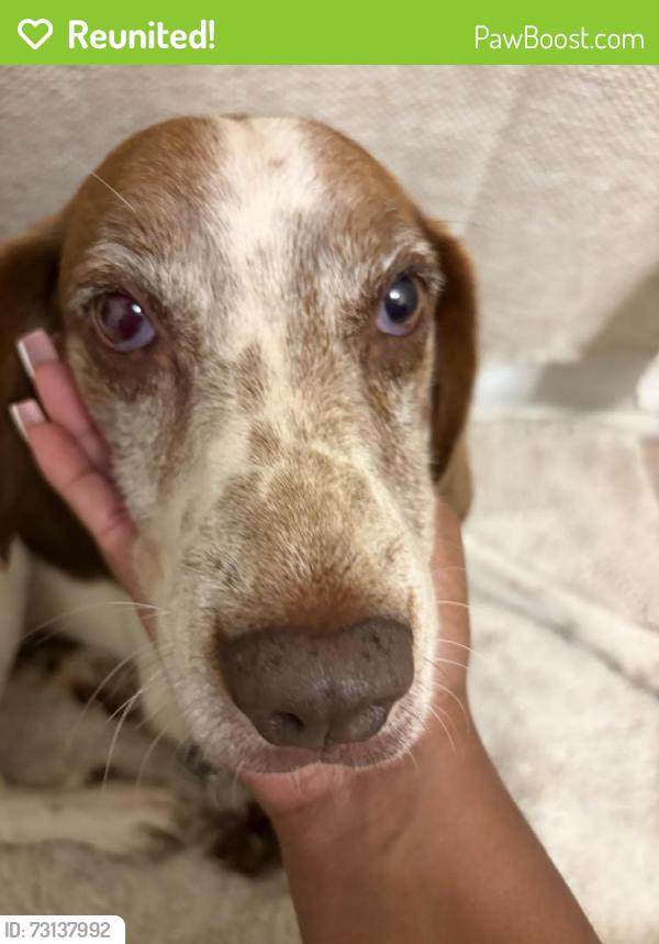 Reunited Male Dog last seen Olive rd, Ferry Pass, FL 32514