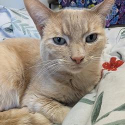 Reunited Female Cat last seen Gelenview Dr, Running Springs, CA 92382
