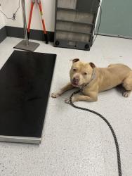 Shelter Stray Male Dog last seen Raimona Park, Oakland, CA, 1101 29th Ave, Oakland, CA 94601, USA