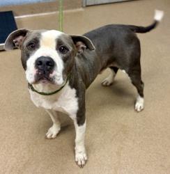 Shelter Stray Male Dog last seen Near Wesley Hall Lane, 30035, GA, 3280 Chamblee Dunwoody Rd, Chamblee, GA 30341, USA