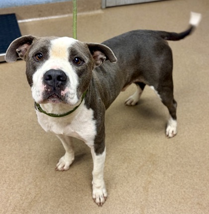 Shelter Stray Male Dog last seen Near Wesley Hall Lane, 30035, GA, 3280 Chamblee Dunwoody Rd, Chamblee, GA 30341, USA