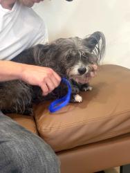 Found/Stray Male Dog last seen Fountain Ave and Talmadge, Los Angeles, CA 90029