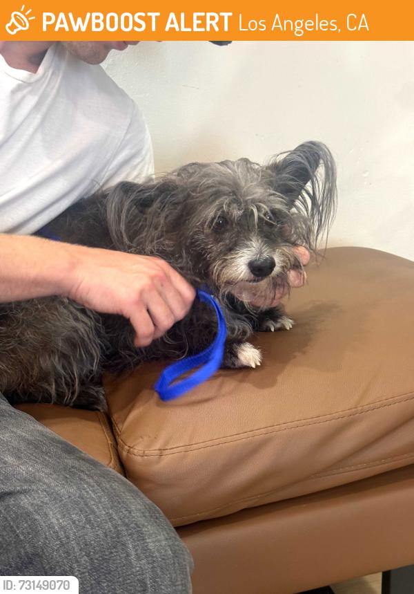 Found/Stray Male Dog last seen Fountain Ave and Talmadge, Los Angeles, CA 90029