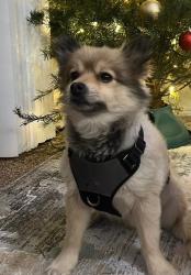Lost Male Dog last seen W Knapp dr, Vista, CA 92083