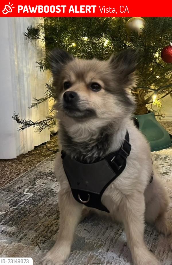 Lost Male Dog last seen W Knapp dr, Vista, CA 92083
