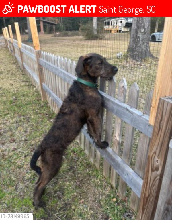 Lost Female Dog last seen Wire rd in Grover outside of St. George, Saint George, SC 29477
