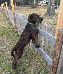 Lost Female Dog last seen Wire rd in Grover outside of St. George, Saint George, SC 29477