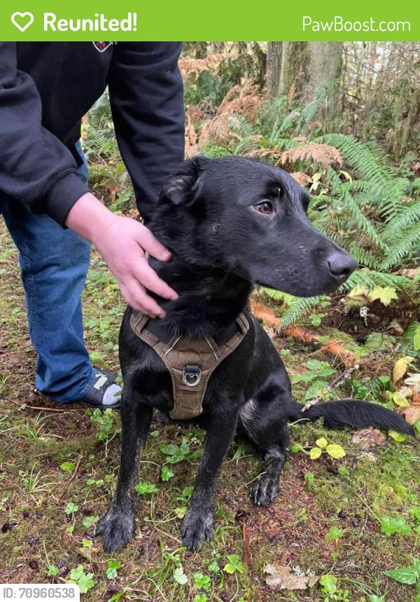 Reunited Male Dog last seen Cherry creek falls event center, King County, WA 98019