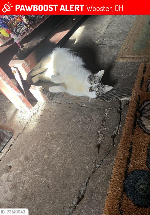 Lost Female Cat last seen Friendsville/Milltown Rd, Wooster ohio, Wooster, OH 44691