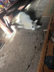Lost Female Cat last seen Friendsville/Milltown Rd, Wooster ohio, Wooster, OH 44691