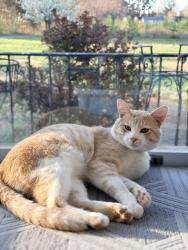 Lost Male Cat last seen Langtree road, Mooresville, NC 28117