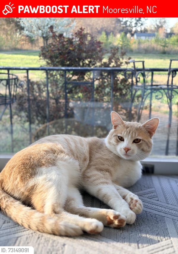 Lost Male Cat last seen Langtree road, Mooresville, NC 28117