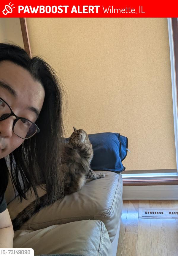 Lost Female Cat last seen Wilmette recreation center, Wilmette, IL 60091
