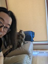 Lost Female Cat last seen Wilmette recreation center, Wilmette, IL 60091