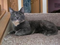 Lost Female Cat last seen Knoll Run road, Columbus, OH 43123