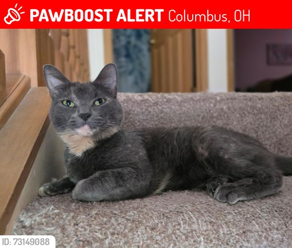 Lost Female Cat last seen Knoll Run road, Columbus, OH 43123