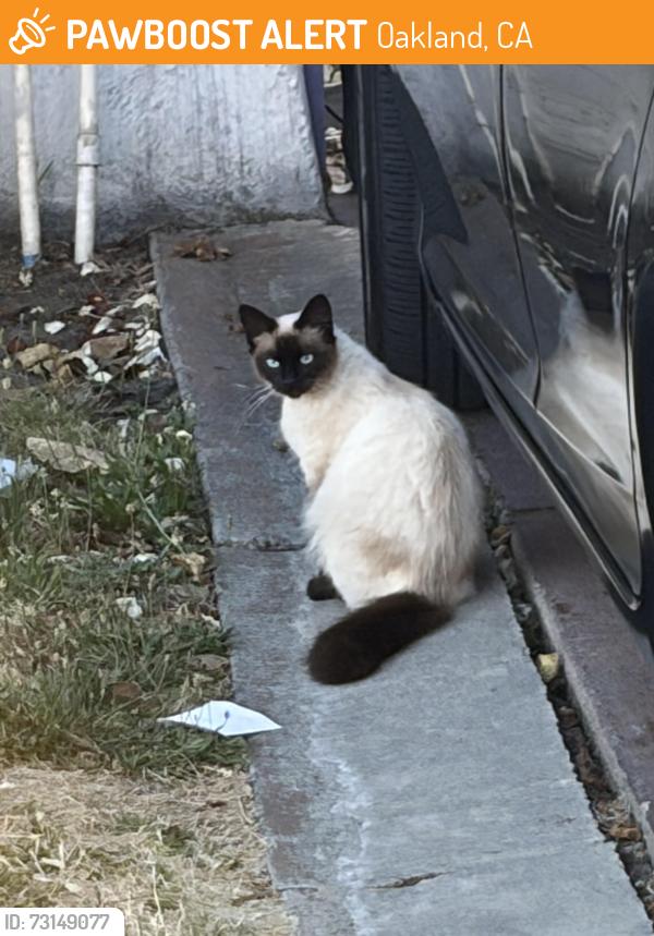 Found/Stray Unknown Cat last seen 55th and Walnut, front yard, Oakland, CA 94605