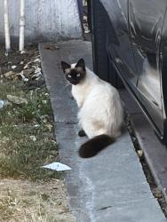 Found/Stray Unknown Cat last seen 55th and Walnut, front yard, Oakland, CA 94605
