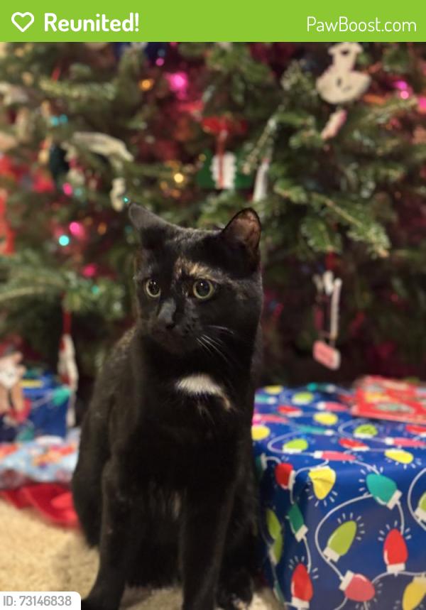 Reunited Female Cat last seen Mikelson & Bonner, Castle Rock, CO 80104