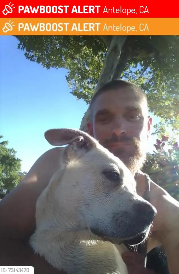 Lost Male Dog last seen Elverta rd, Antelope, CA 95843