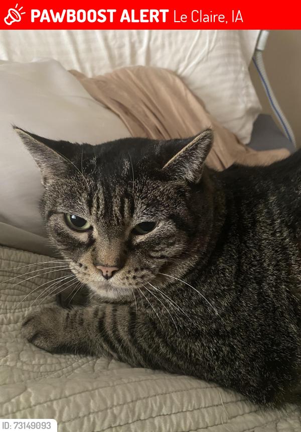 Lost Male Cat last seen Near Iowa Drive, Le Claire, IA 52753