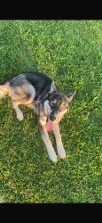 Found/Stray Male Dog last seen Glenn street Decatur, Decatur, AL 35609