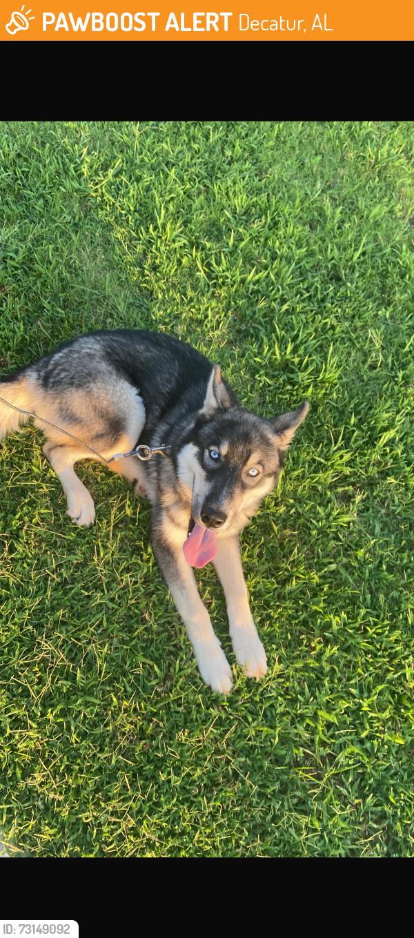 Found/Stray Male Dog last seen Glenn street Decatur, Decatur, AL 35609